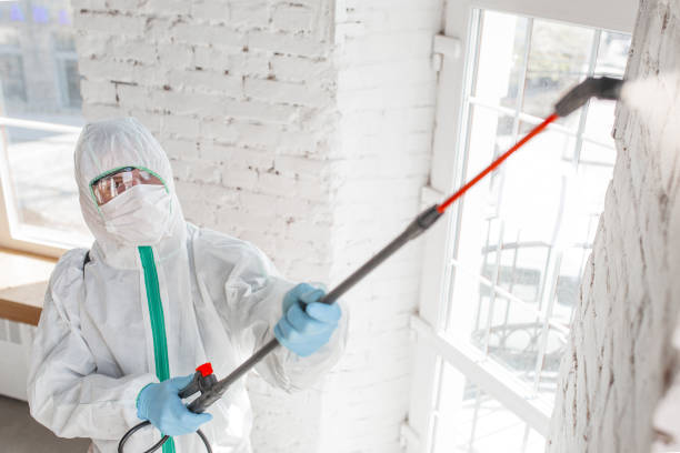 Professional Mold Removal in West Pensacola, FL